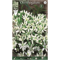Ορνιθόγκαλο Umbellatum | kipogeorgiki.gr