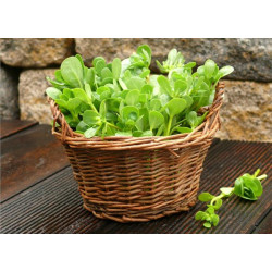 Salad Green Seeds