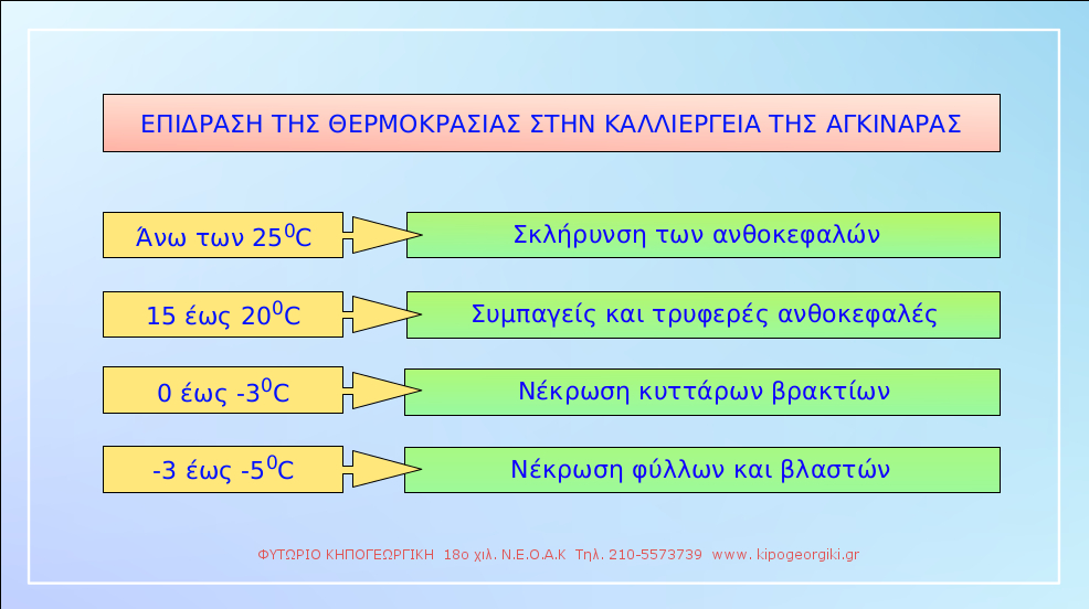 Επίδραση της θερμοκρασίας στην καλλιέργεια της αγκινάρας | kipogeorgiki.gr