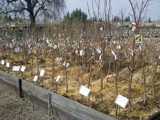 2. Πως Γίνεται η Φύτευση των Γυμνόριζων Δέντρων - Στο Φυτώριο