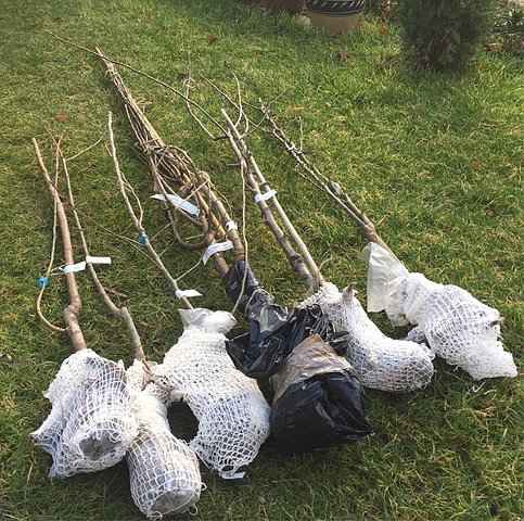 3. Πως Γίνεται η Φύτευση των Γυμνόριζων Δέντρων - Άπλωμα στο Έδαφος