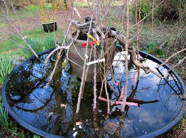 4. Πως Γίνεται η Φύτευση των Γυμνόριζων Δέντρων - Πότισμα πριν την Φύτευση