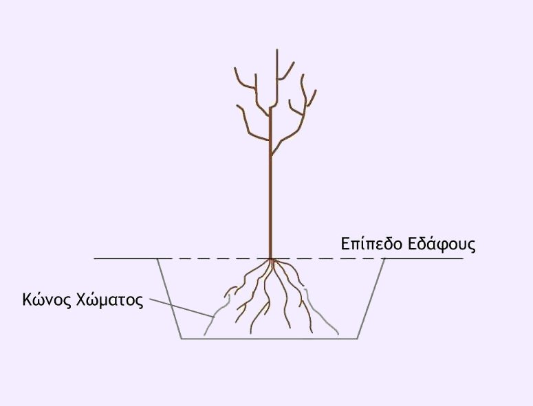 5. Πως Γίνεται η Φύτευση των Γυμνόριζων Δέντρων