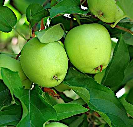  Μηλιά Granny Smith στον Κήπο