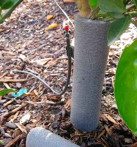 Προστασία των Φυτών από τον Παγετό-Kalypsi kormou