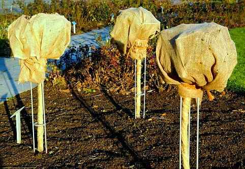 Προστασία των Φυτών από τον Παγετό-Kalypsi fylomatos