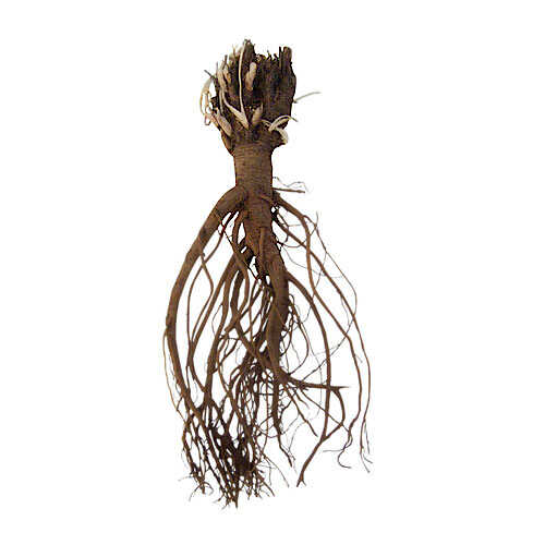 Aquilegia Root