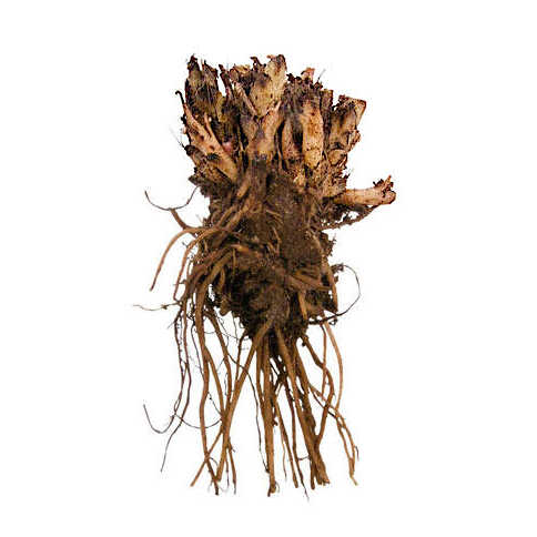 Ρίζωμα Δισέντρας