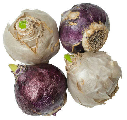 Common Hyacinth White Bulb