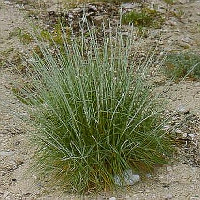 Φυτά της Παραλίας, Agropyron junceum (Αγρόπυρο) | kipogeorgiki.gr