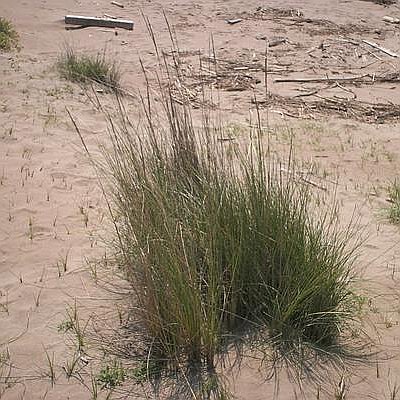 Φυτά της Παραλίας, Agropyron junceum 2 (Αγρόπυρο) | kipogeorgiki.gr