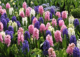 Πότε, Που και Πως Φυτεύονται οι Υάκινθοι (Ζουμπούλια)