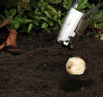 Που και Πως Φυτεύονται οι Υάκινθοι (Ζουμπούλια)