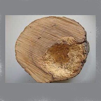 Ίσκα της ελιάς (Fomitiporia mediterannea)