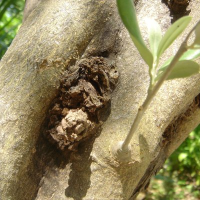 Καρκίνωση της ελιάς (Pseudomonas syringae pv. savastanoi)