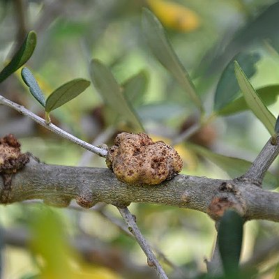 Καρκίνωση της ελιάς (Pseudomonas syringae pv. savastanoi)