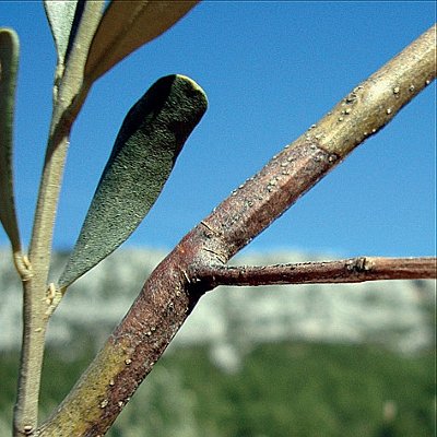 Φόμα (Phoma incompta)