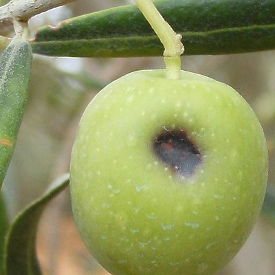 Βούλα της ελιάς (Camarosporium dalmaticum)