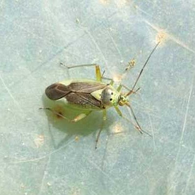 Καλόκορις (Calocoris trivialis)