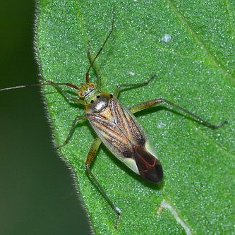 Καλόκορις (Calocoris trivialis)