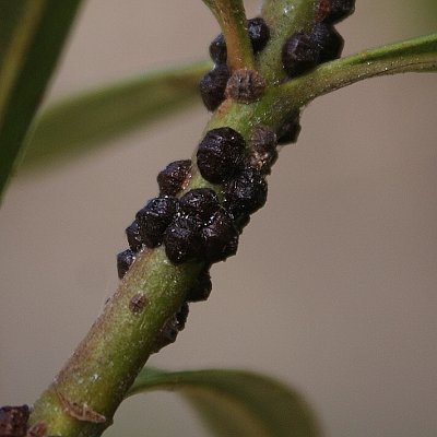 Λεκάνιο της ελιάς (Saissetia oleae)
