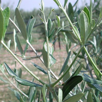 Μαργαρόνια (Palpita unionalis)