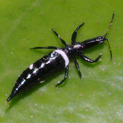 Μαύρος θρίπας της ελιάς (Liothrips oleae)