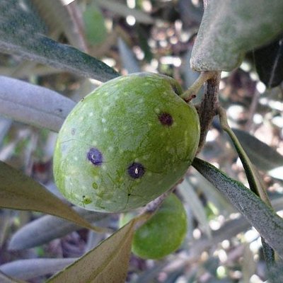 Παρλατόρια (Parlatoria olea)