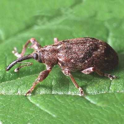 Ρυγχίτης (Coenorrhinus cribripennis)