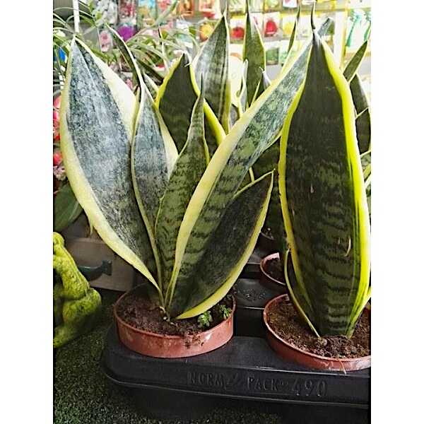 Variegated Snake Plant Laurentii in Small Pots