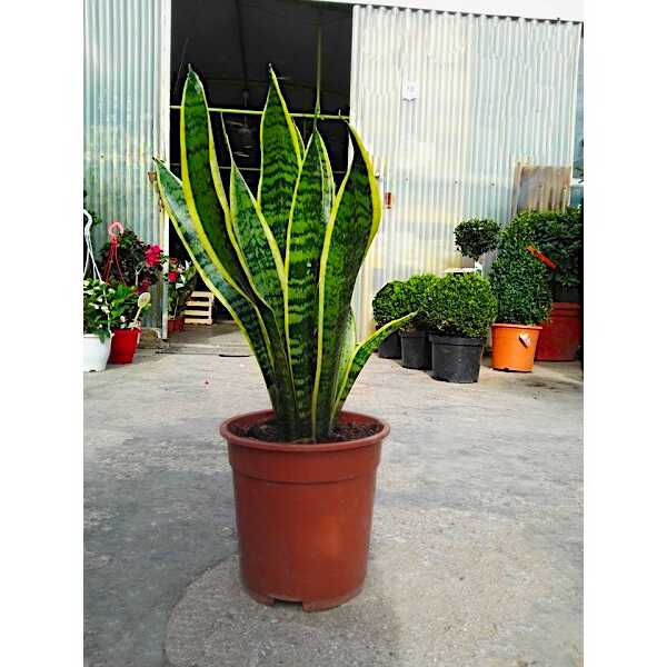 Variegated Snake Plant Laurentii Large Size