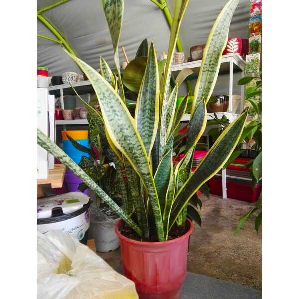 Variegated Snake Plant Laurentii in Garden Center