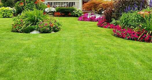 Έτοιμος Χλοοτάπητας Αγριάδας ΦΑΙΣΤΟΣ Bermuda Grass σε Πάρκο