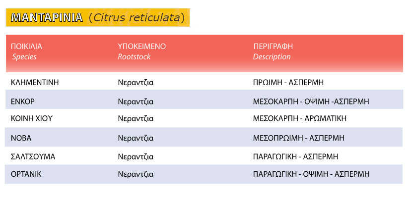 Mandarine Tree (Citrus reticulata) - Varieties