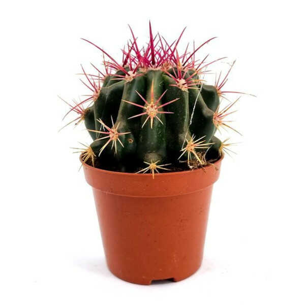 Mexican Lime Cactus (Ferocactus pilosus) Plant