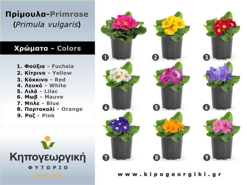 The Colors of the Offered Primrose Plants