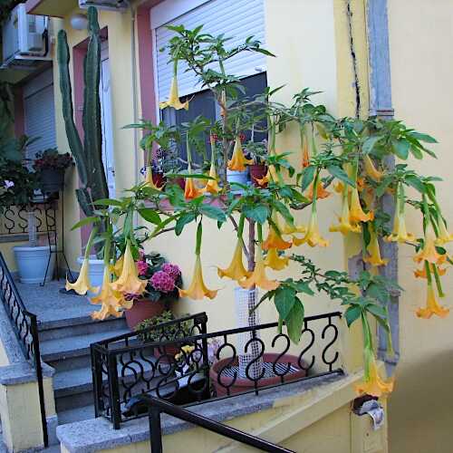 Μπρουγκμάνσια Χρυσή Κίτρινη σε Γλάστρα