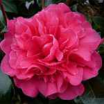 Camellia japonica 'Anticipation'