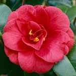 Camellia japonica 'Audusson'