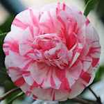 Camellia japonica 'Bella Romana'