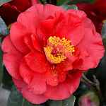 Camellia japonica 'Blood of China'