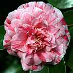 Camellia japonica 'Compte de Gomer'