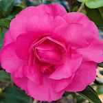 Camellia japonica 'Debbie'