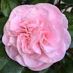 Camellia japonica 'Debutante'