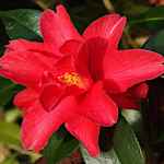Camellia japonica 'Freedom Bell'