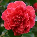 Camellia japonica 'Kramer's Supreme'