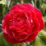 Camellia japonica 'Mathotiana'