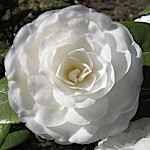 Camellia japonica 'Mathotiana Alba'