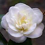 Camellia japonica 'Nobilissima'