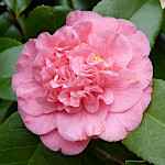 Camellia japonica 'Triomphant'